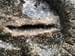 Ocean Japer Pan Skull [1k1184]