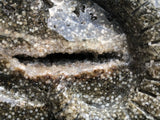 Ocean Japer Pan Skull [1k1184]