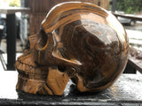 South African Tiger Iron Skull [1k1293]