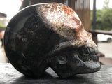 Petrified Palm Root Skull [1k1372]
