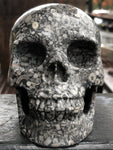 Crinoid Fossil Skull [1k1413]