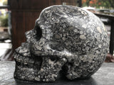 Crinoid Fossil Skull [1k1413]