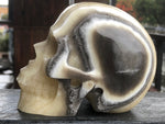 Mexican Banded Yellow and Black Calcite Skull [1k1479]